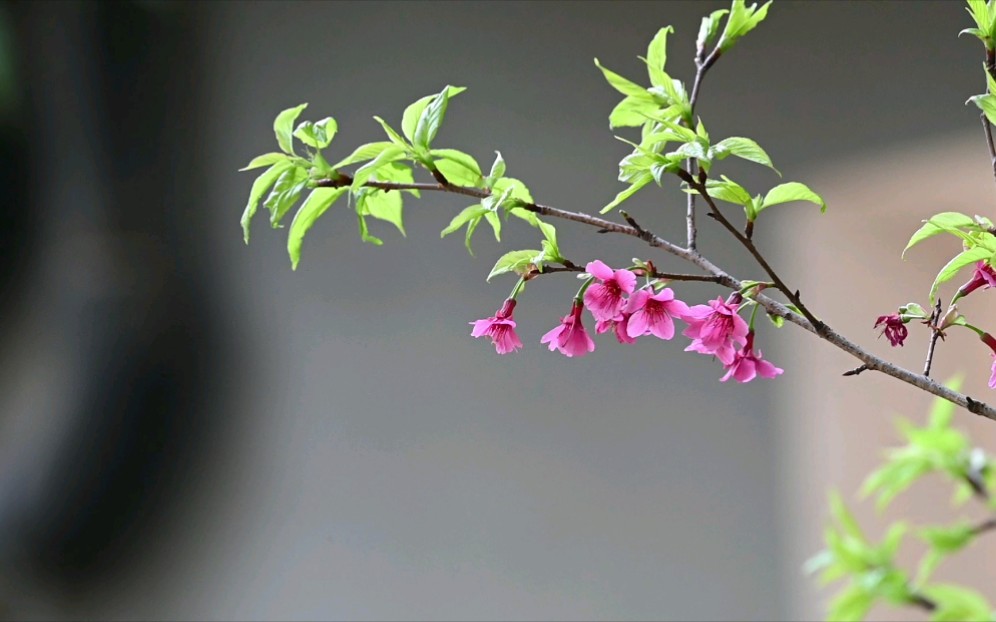 [图]《春天里》阳春三月深圳随处可见美丽的春色：灿烂的木棉花、紫荆花和樱花，吸蜜的常见鸟儿，天空飞翔的黑耳鸢。疫情笼罩，足不出户，战疫必胜，各自珍重～#自然生态摄影