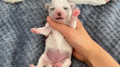 记录小比熊二十天的成长过程 哔哩哔哩