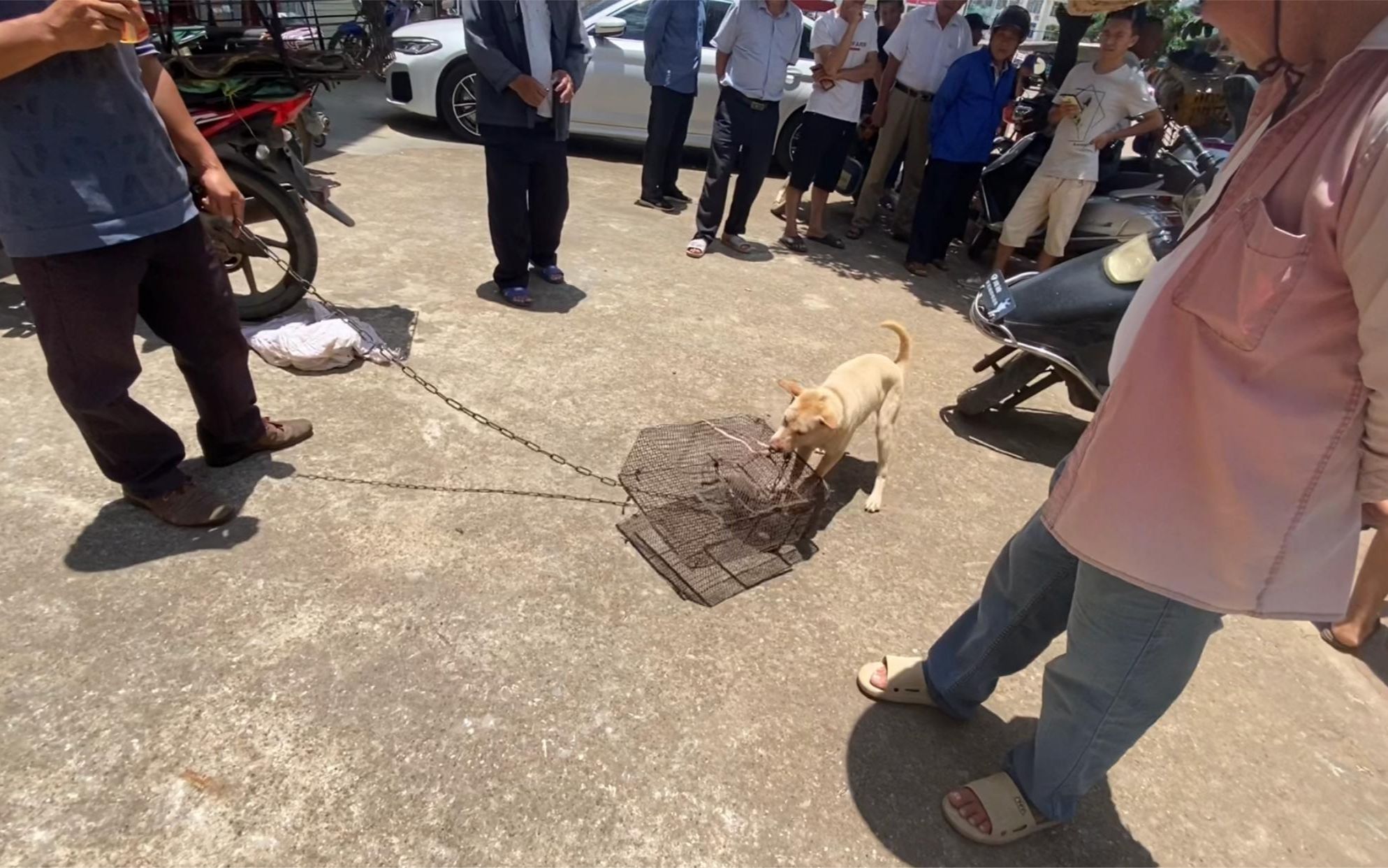 大哥为吸引群众卖高价,现场放狗咬猫,隔着笼子狗嘴鼻都磨出血了哔哩哔哩bilibili