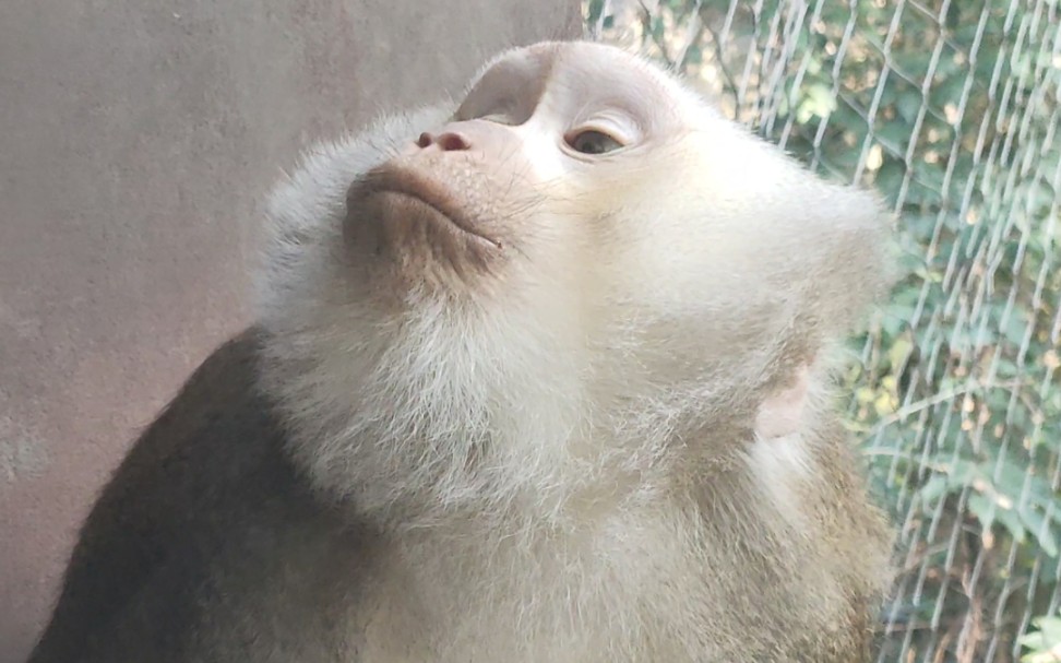 【豚尾猴】新来的盆友真的好有意思,表情不要太丰富