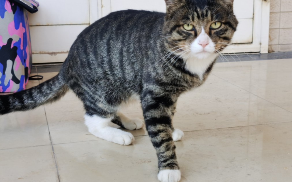 今天新发现一只有白手套的狸花猫,虽然没有我最喜欢的白橘好看,甚至