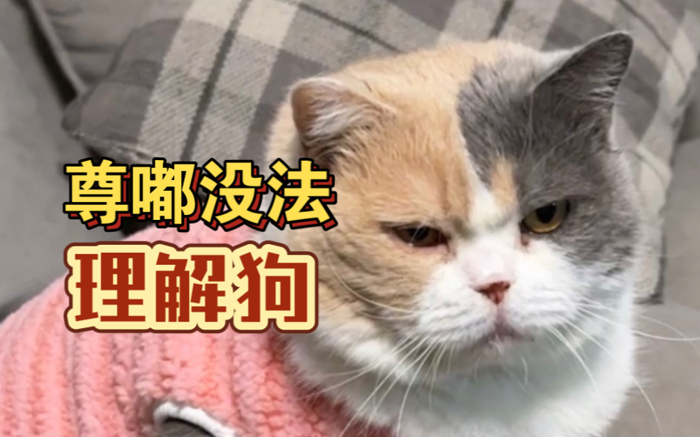 猫 和 狗 的区别 究竟是什么?哔哩哔哩bilibili