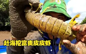 Скачать видео: 高手都是这样抓皮皮虾，手臂粗的皮皮虾在他眼里，像捏小虫般简单