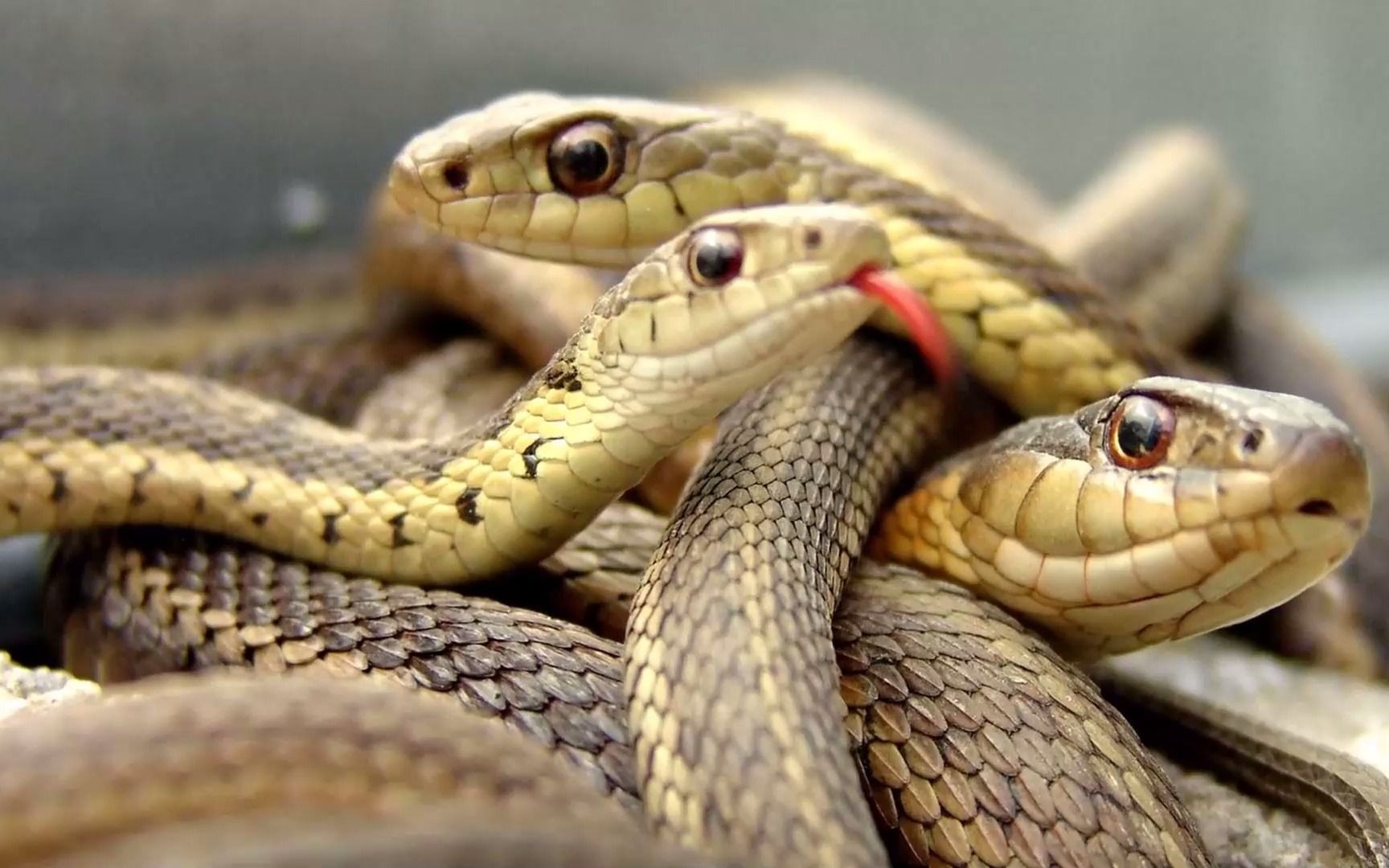 slp主讲:儿童语音障碍评估&治疗专项系统培训