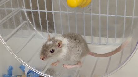 哇,发现一只蒙古沙鼠