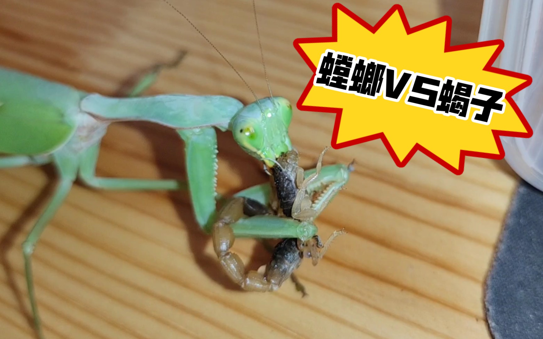 绿巨螳螂vs帝王蝎图片