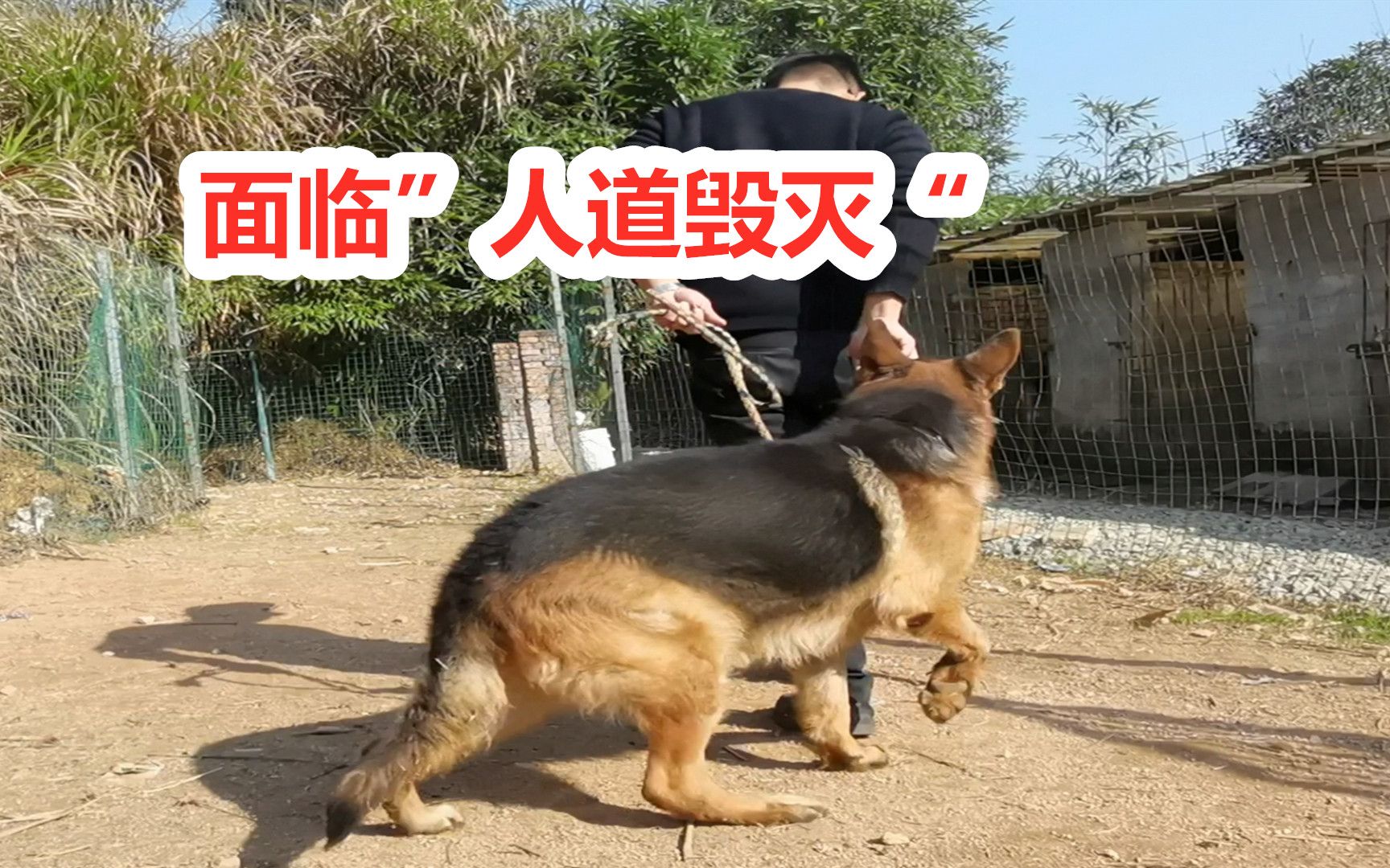 德国牧羊犬爱咬路人撞人主人准备人道毁灭狗语者老汤出手立马搞定