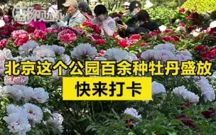 Video herunterladen: 北京这个公园百余种牡丹盛放，快来打卡！