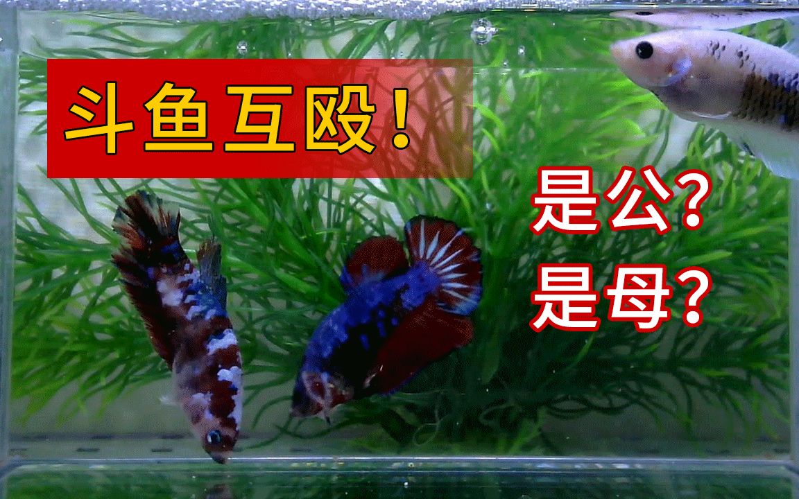 难度升级三条泰国将军斗鱼打架互殴是公鱼是母鱼玩过koi将军斗鱼的