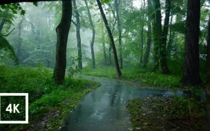 在雨中放松散步，雨伞和大自然为睡眠和放松而发声-