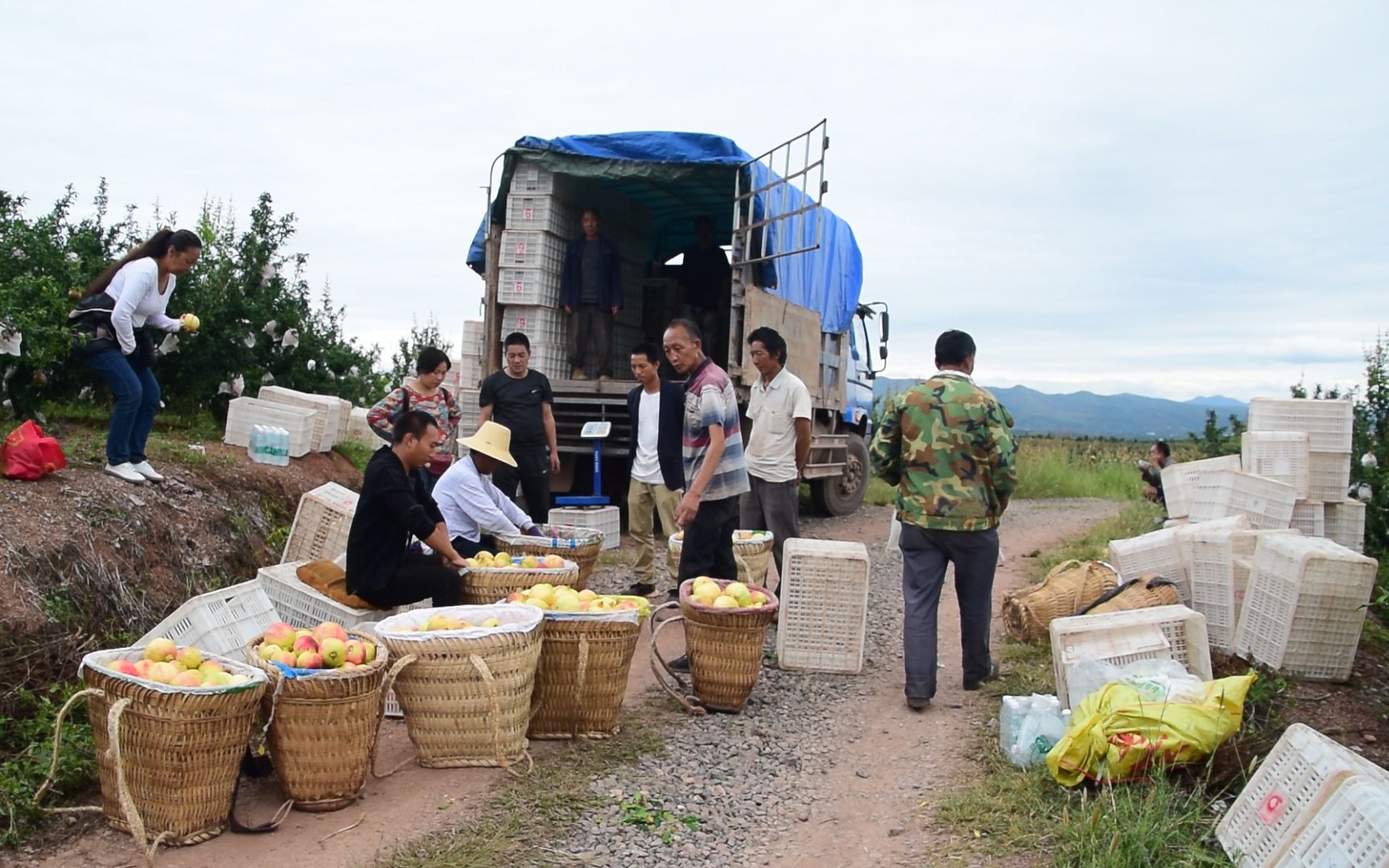 收购商收四万斤水果全过程,很多人一辈子都没见过!