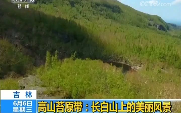 高山苔原带:长白山上的美丽风景哔哩哔哩bilibili