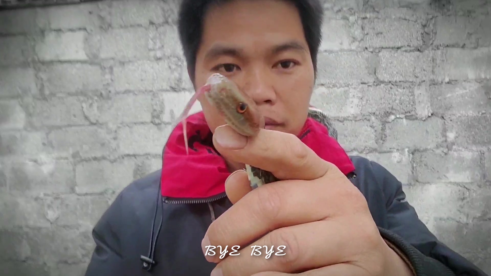 小蛇哥玩蛇实在是太淡定了!