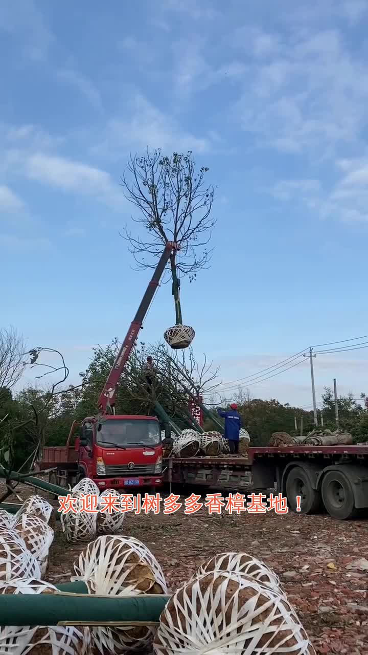 达州树多多香樟基地容器苗香樟12公分基地销售 #襄阳袋苗香樟 #十堰田苗香樟 #珠海全冠香樟 #南昌哔哩哔哩bilibili