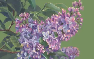 捞 365生日花 2月9日 水仙 哔哩哔哩 つロ干杯 Bilibili