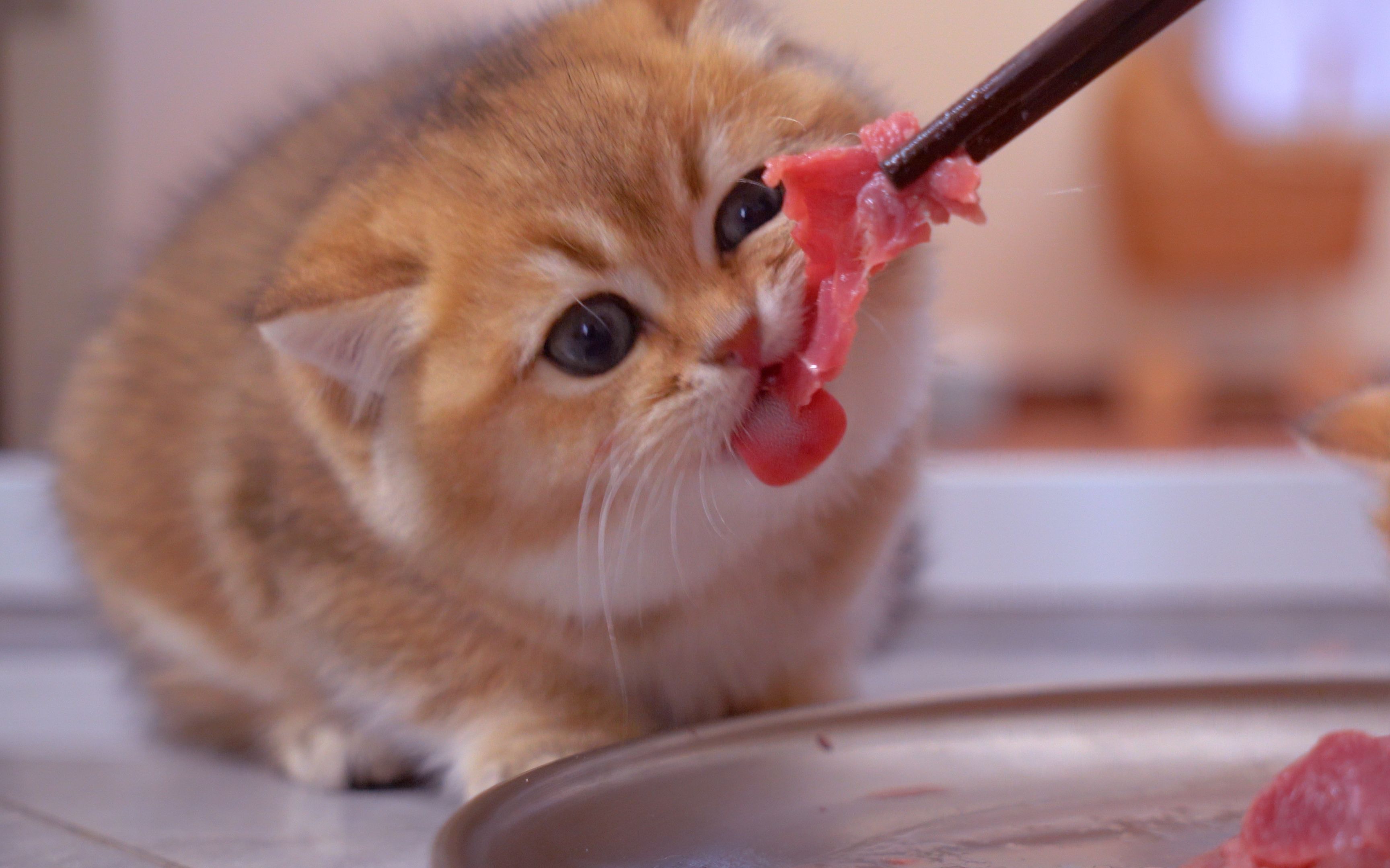 一个半月的小奶猫吃肉,竟然好吃到跺jiojio
