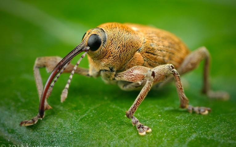 【Curculio glandium】橡子象鼻虫哔哩哔哩bilibili