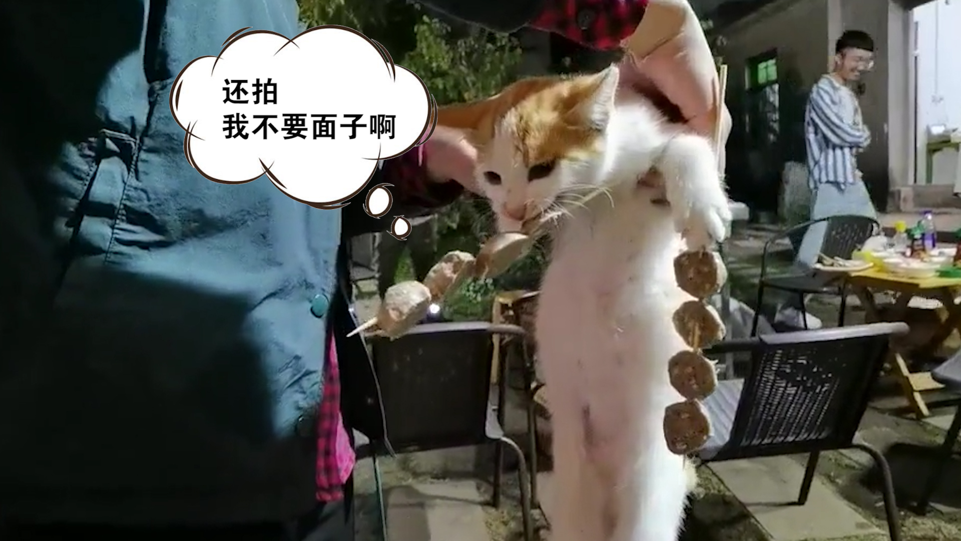 忍住别笑!流浪猫偷吃烤串"吃一串抓一串",网友评论乐了