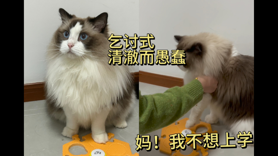 当我学网上买了猫咪交互按钮,而我的猫:屁股一翘哔哩哔哩bilibili