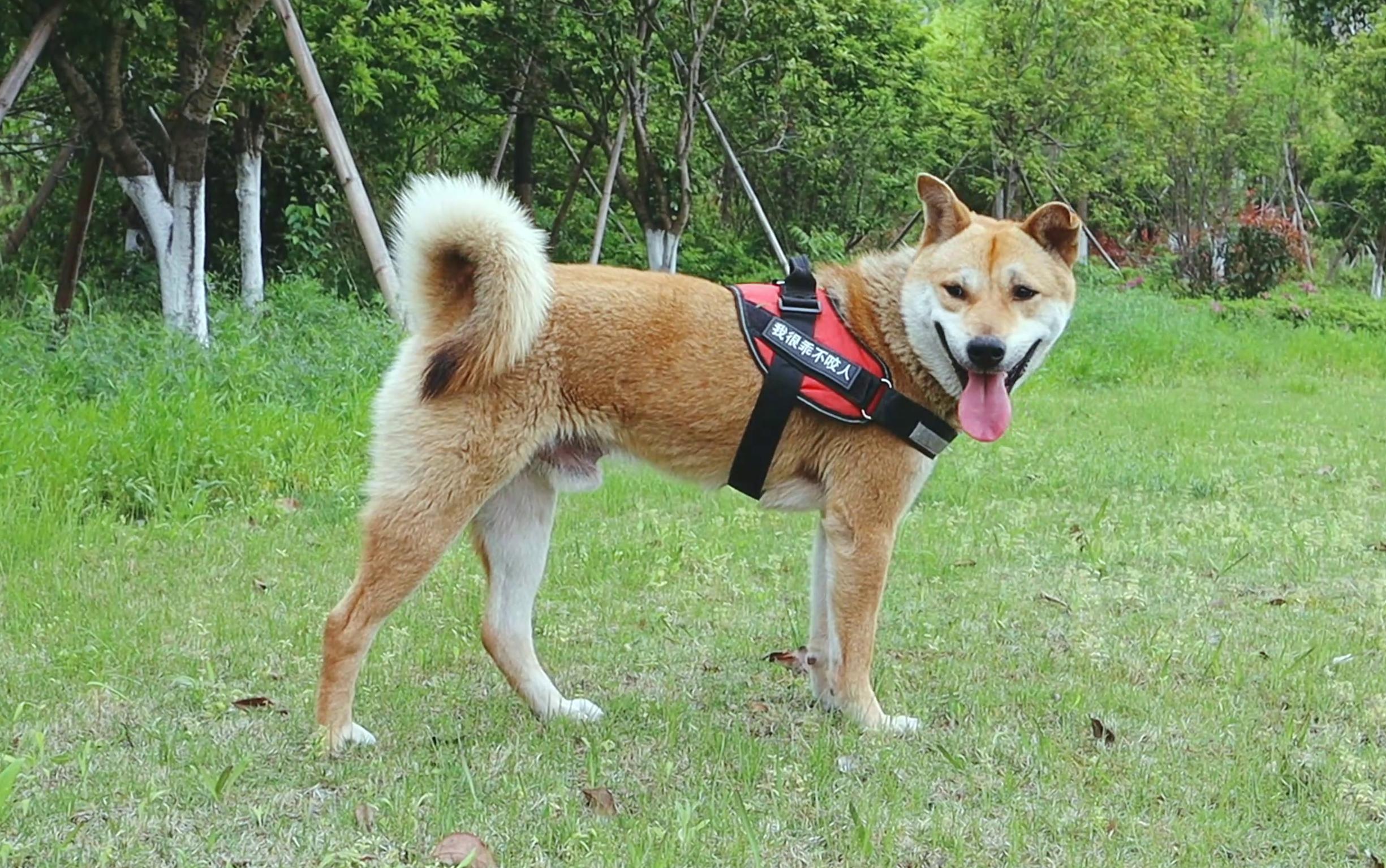 集可爱与帅气为一体的中华田园犬人见人爱