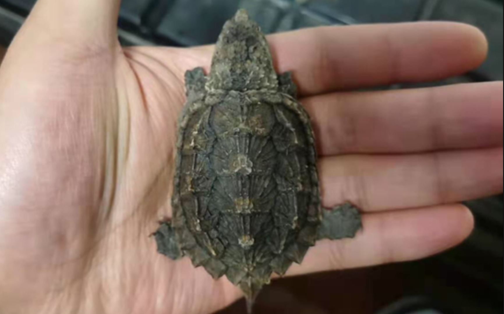 开箱这辈子第一只窄甲龟(也可能是最后一只)