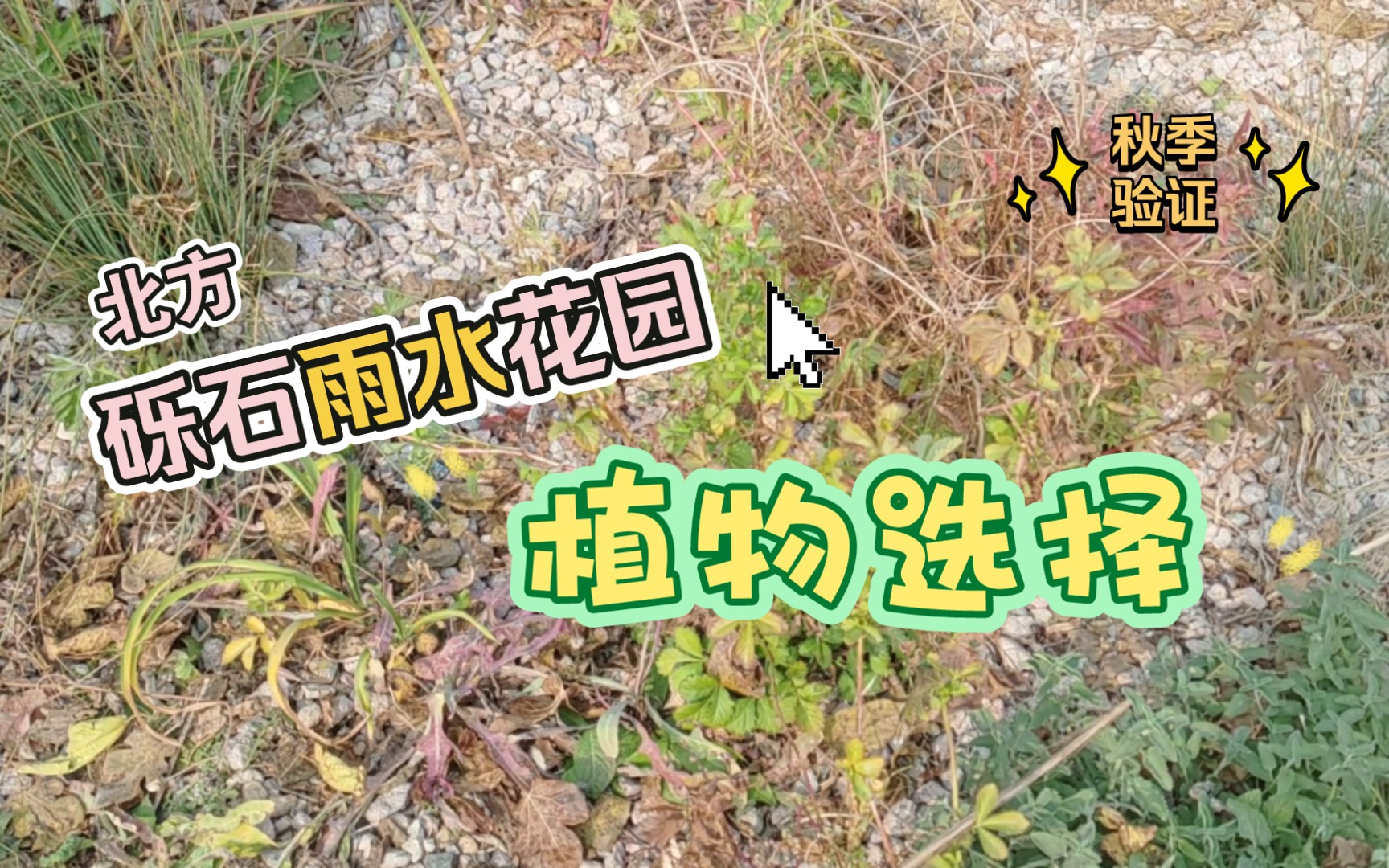 北方砾石雨水花园植物选择哔哩哔哩bilibili