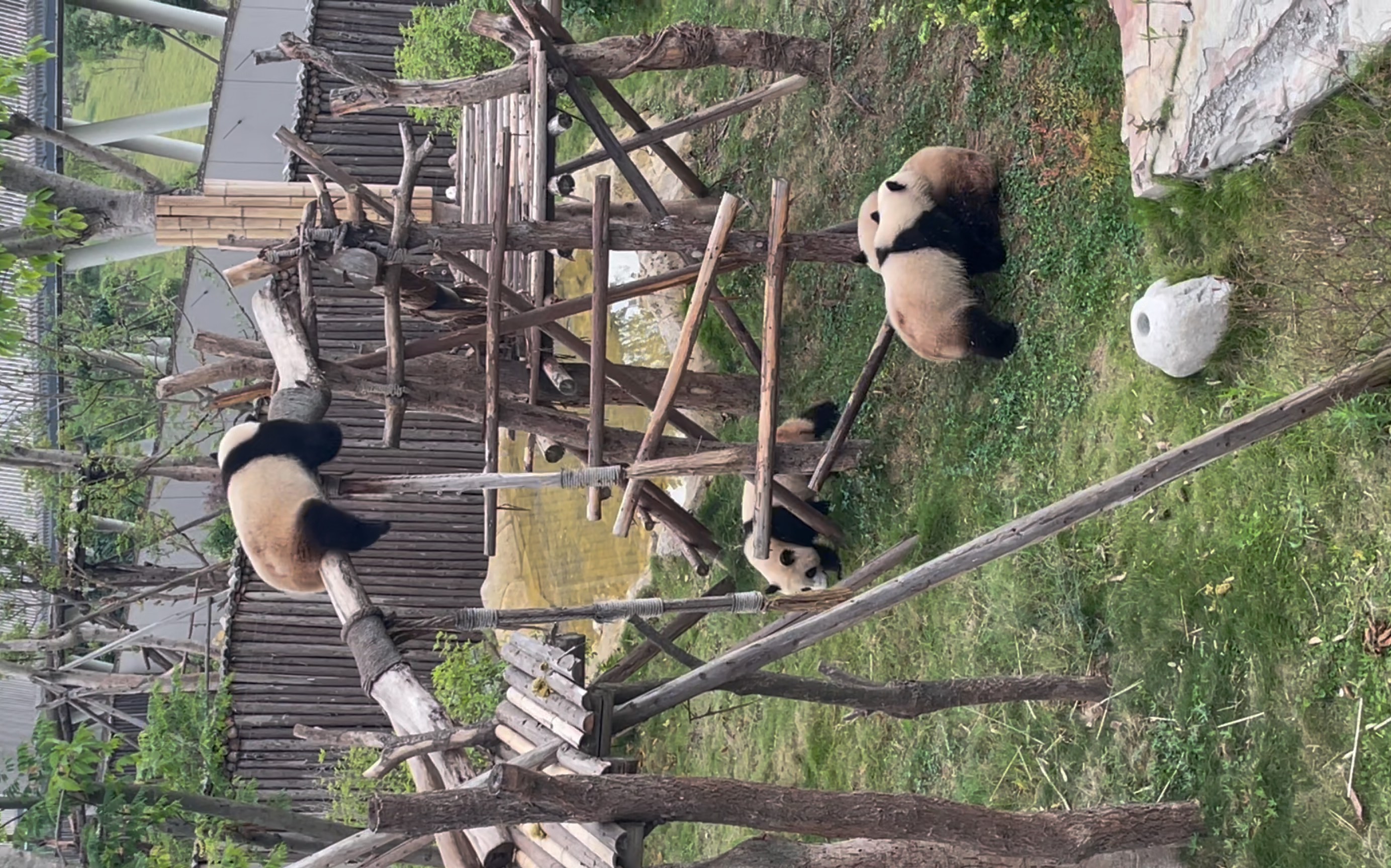 小熊猫发源地图片