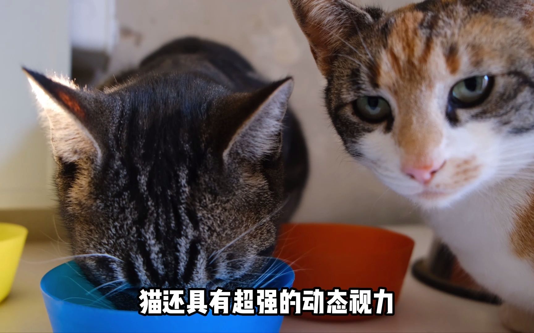 [图]猫眼中的世界