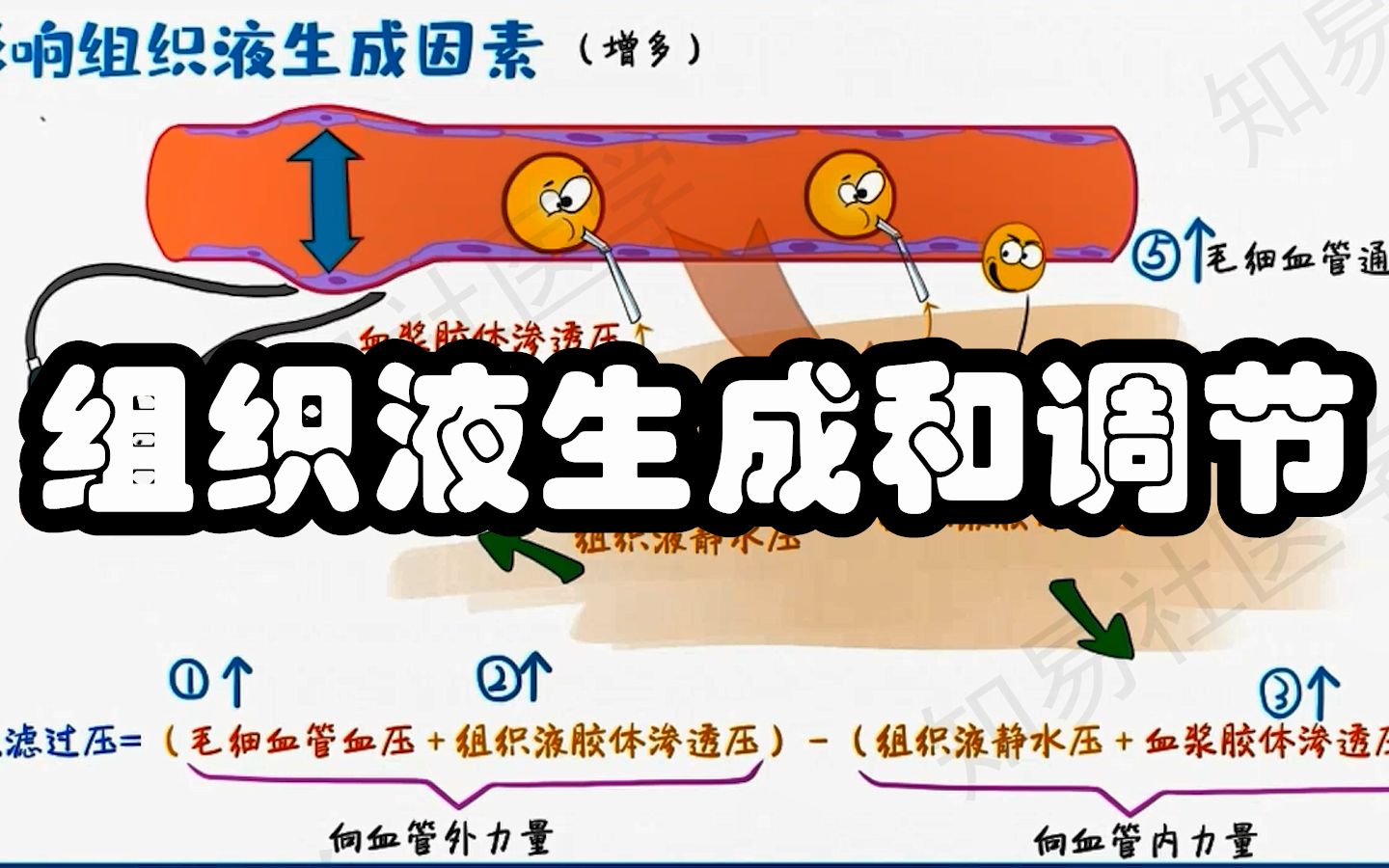 人胎盘组织液的功效与作用(胎盘组织液的功效与作用)