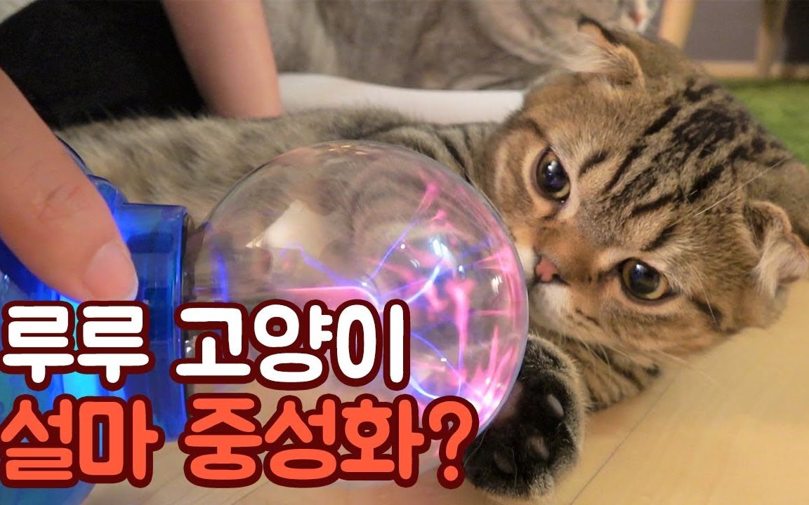 【creamheroes-7只猫和人类】lulu猫 肯定失效的占卜_哔哩哔哩 (゜-゜