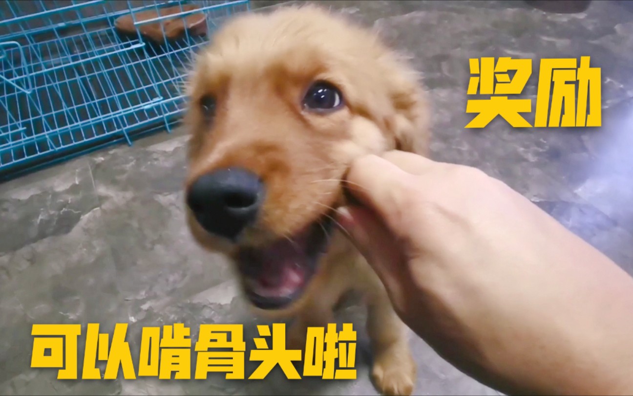 活动  【金毛】今天小炮练习扔垃圾的奖励,是骨头.