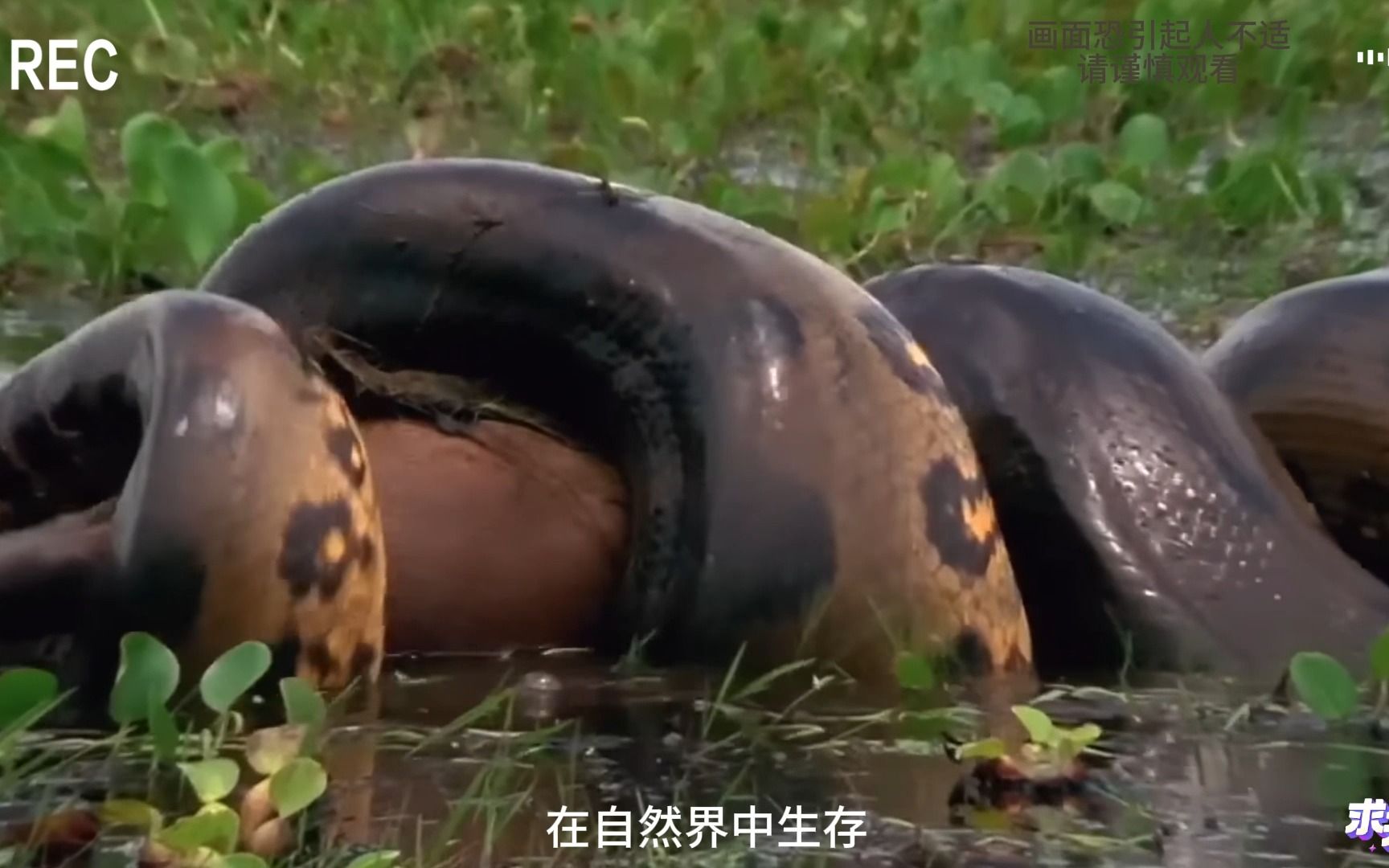 河流霸主绿水蚺,埋伏水底猎杀水豚,肚皮都撑破了!