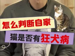 怎么判断自己家猫咪有没有狂犬病？