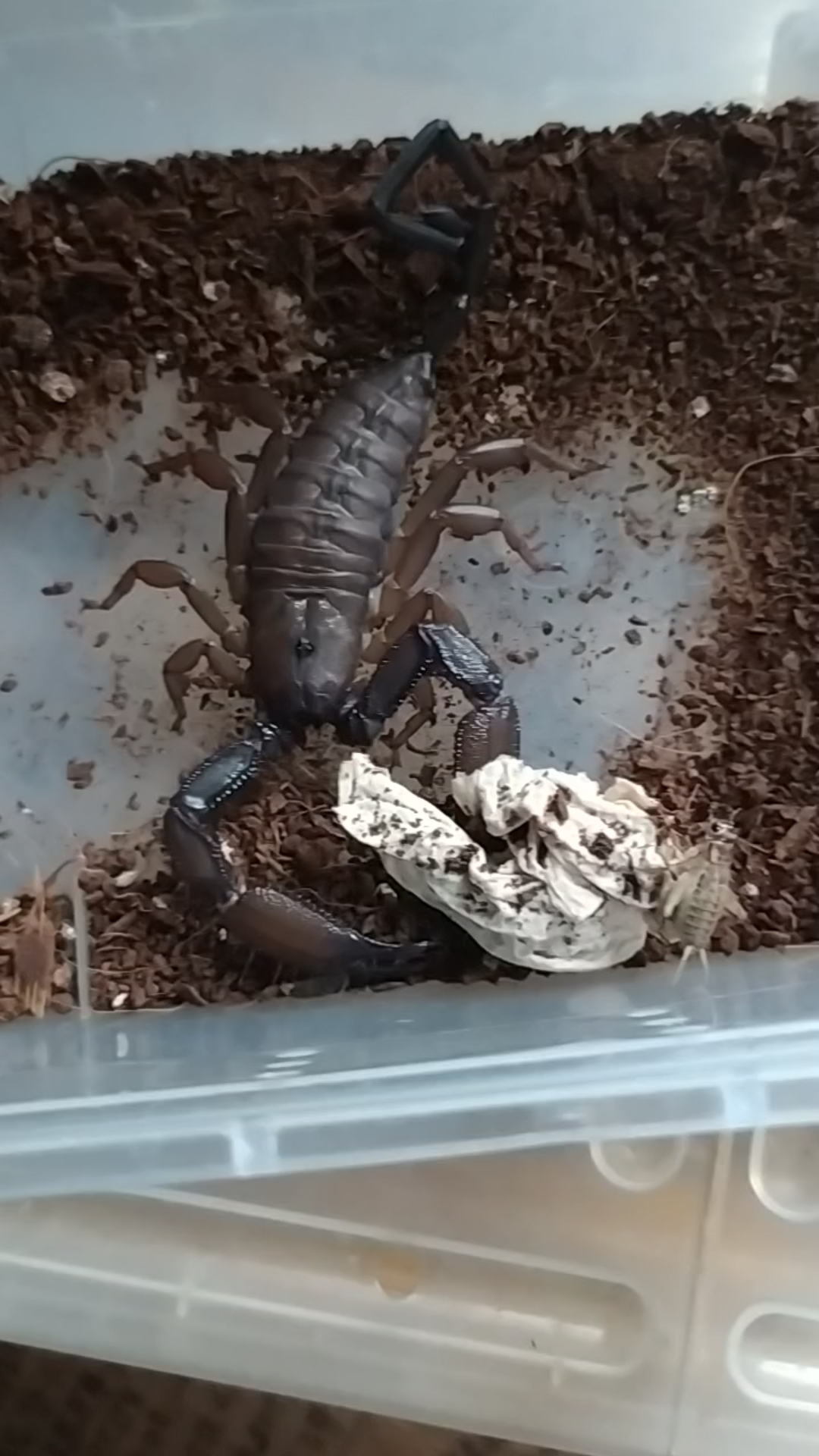 南非巨人扁石蝎捕食蟋蟀