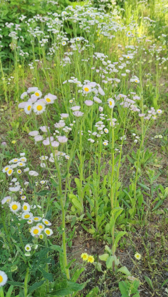 一年蓬别名女菀,野蒿,牙肿消,牙根消,千张草,墙头草,长毛草,地白菜,油