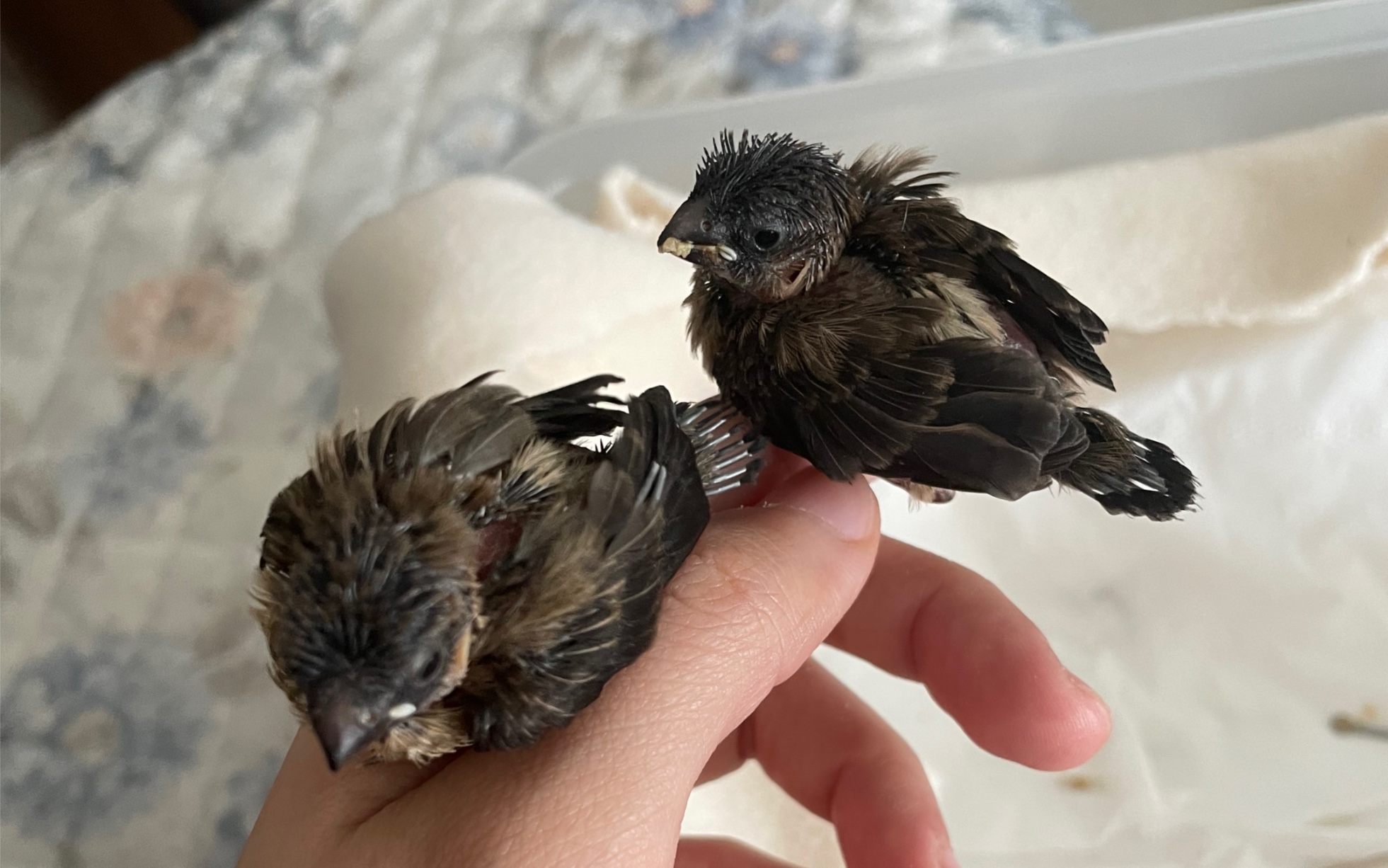 活动  捡到秃头鸟!day3