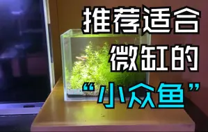 推荐小微缸可以养的“小众”观赏鱼