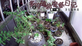 多肉植物观察日记2 第八周 18 10 26 哔哩哔哩 つロ干杯 Bilibili