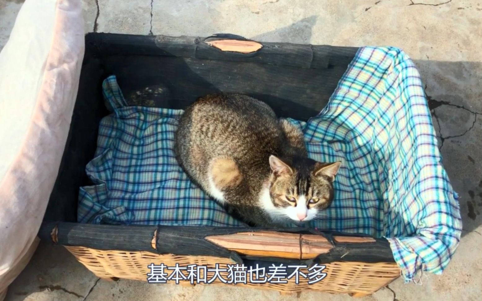 狸花猫要生小猫了,小伙给它做了一个小窝,看看怎么样!哔哩哔哩bilibili