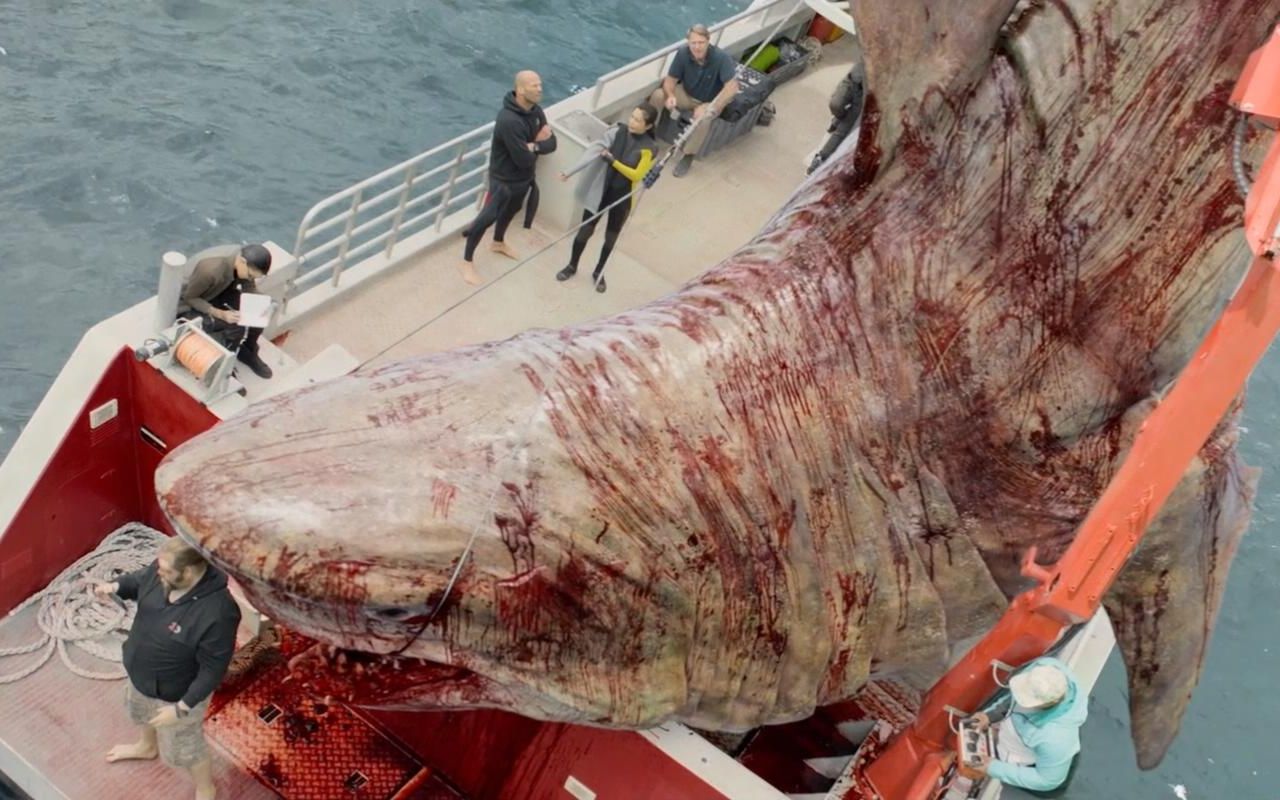 巨齿鲨真实图片