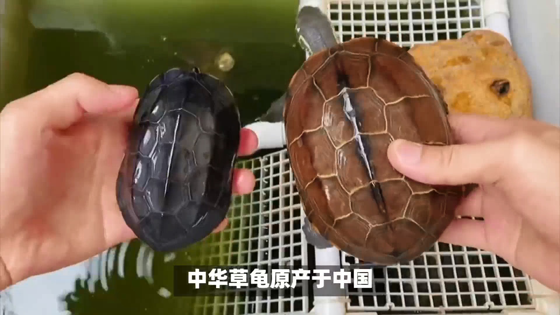 家庭养龟,养什么品种的好,如何养?