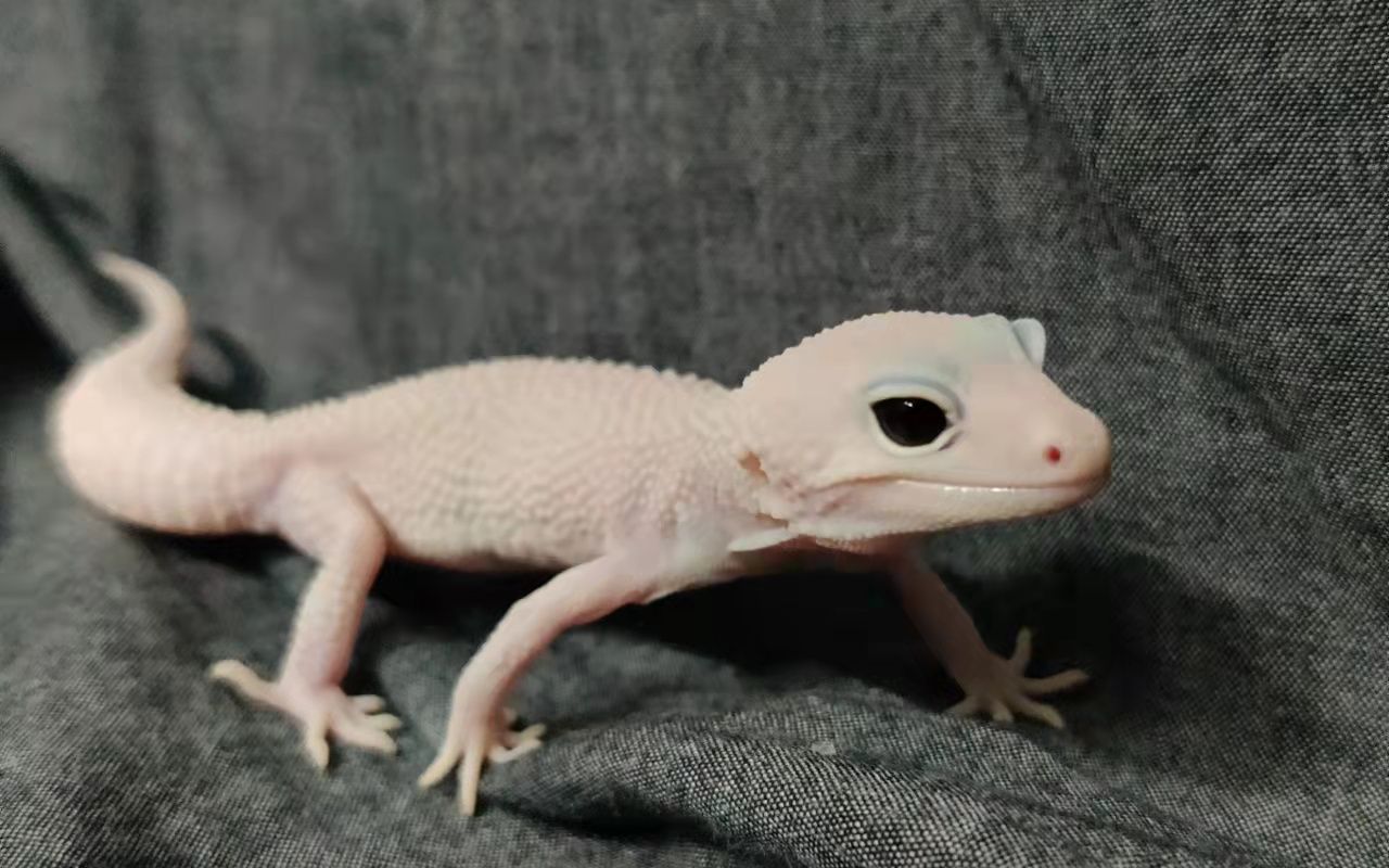 解锁恶魔白酒品系豹纹守宫_哔哩哔哩_bilibili