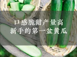 Download Video: 脆甜爽口产量高🥒新手的第一盆黄瓜