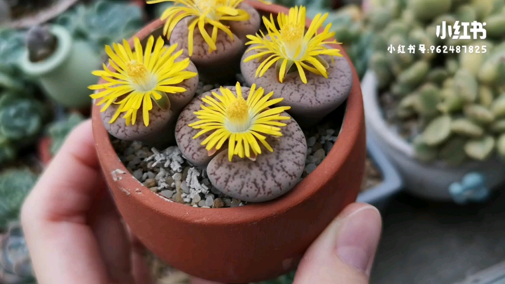 多肉植物-生石花-玛瑙玉开花
