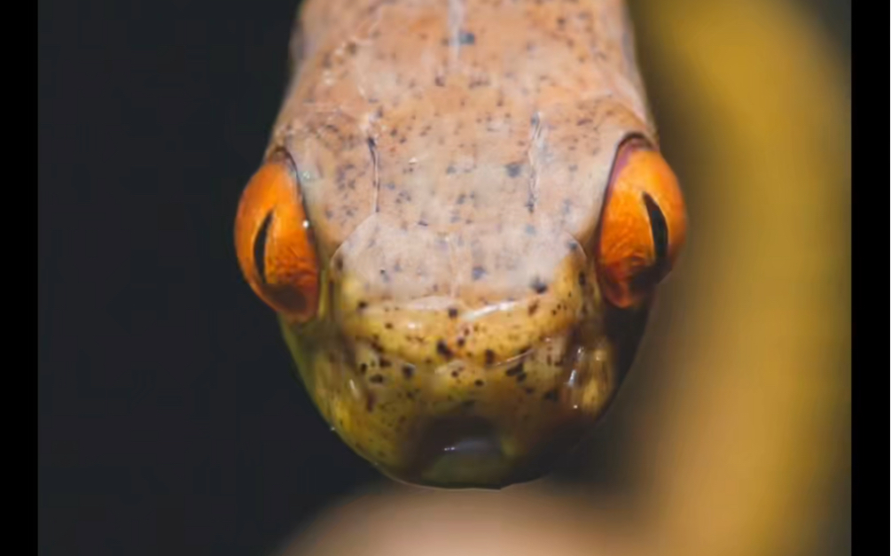 偶遇只小可爱 勐腊钝头蛇