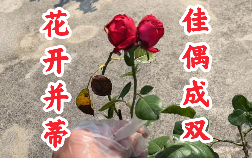 [图]花开并蒂，佳偶成双～看到这对双生玫瑰的都要幸福哟～