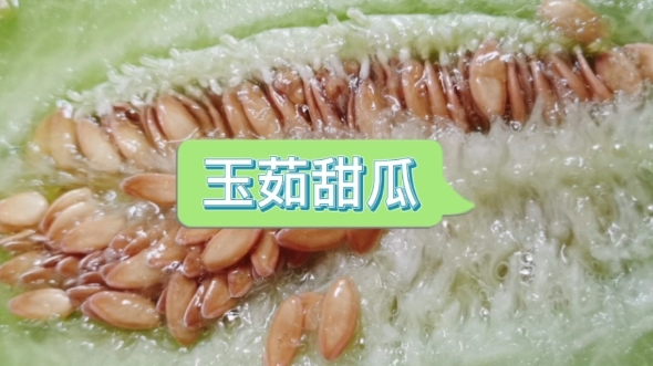 [图]上海吃瓜群众 玉茹甜瓜