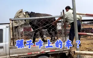 Tải video: 骡子不上车我去拿鞭子，回来发现上去了，猜一猜骡子咋上去的？