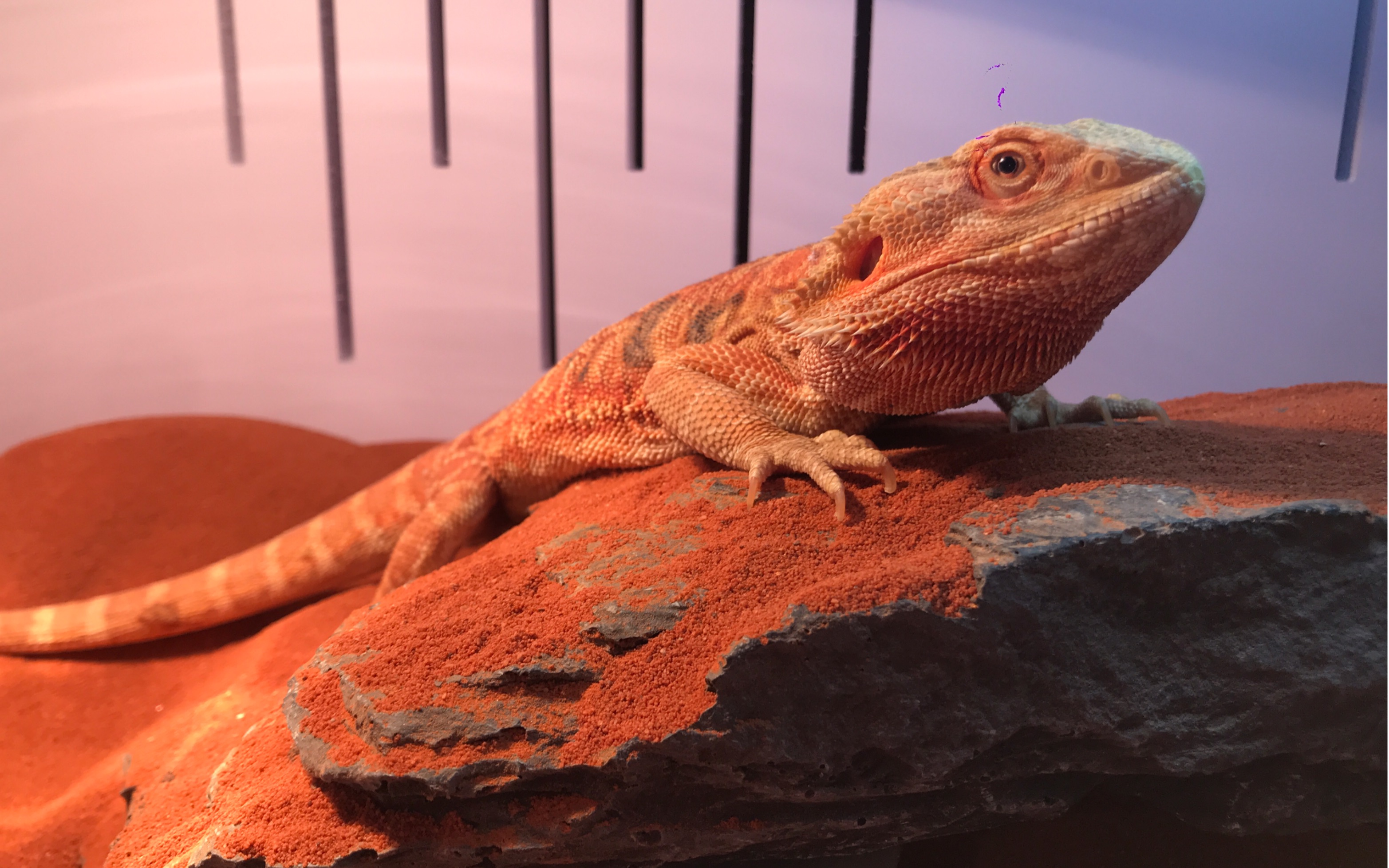 【沉浸式】鬃狮蜥搬家啦!