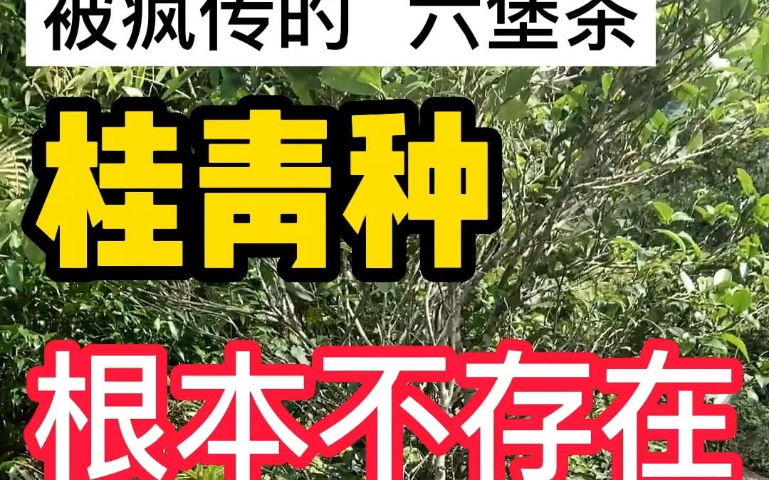 被疯传的六堡茶“桂青种”根本不存在 ?!之五哔哩哔哩bilibili